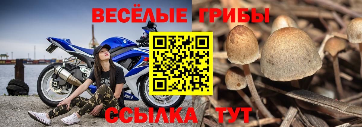 Псилоцибиновые грибы MAGIC MUSHROOMS  Галлюциногенные грибы GOLDEN TEACHER  Вход с VPN  Бузулук 